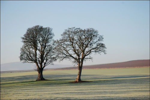 Frosty Morning